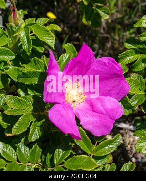 Wild Dog Roses on the Coast à Suffolk Banque D'Images