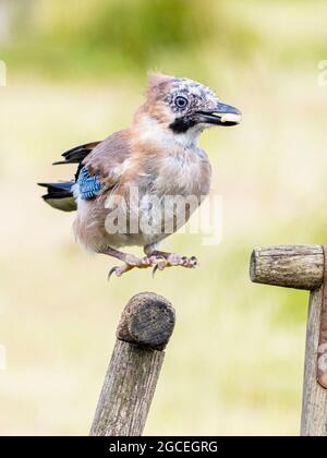 Aberystwyth, Ceredigion, pays de Galles, Royaume-Uni. 08 août 2021. Une petite famille de Jays a visité mes mangeoires pour prendre des arachides et des perches sur certains outils de jardin comme ils arguent et mangent. Credit: Phil Jones/Alamy Live News Banque D'Images