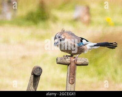 Aberystwyth, Ceredigion, pays de Galles, Royaume-Uni. 08 août 2021. Une petite famille de Jays a visité mes mangeoires pour prendre des arachides et des perches sur certains outils de jardin comme ils arguent et mangent. Credit: Phil Jones/Alamy Live News Banque D'Images