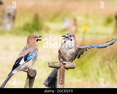 Aberystwyth, Ceredigion, pays de Galles, Royaume-Uni. 08 août 2021. Une petite famille de Jays a visité mes mangeoires pour prendre des arachides et des perches sur certains outils de jardin comme ils arguent et mangent. Credit: Phil Jones/Alamy Live News Banque D'Images