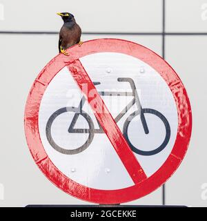 L'oiseau Synanthropique commun Myna est assis sur un panneau de route interdisant le passage des cyclistes. Le concept des oiseaux urbanisés vivant dans la ville Banque D'Images