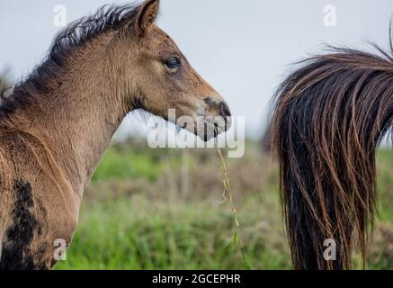 Gros plan d'un jeune poney sauvage de Dartmoor à mâcher de l'herbe sur Dartmoor Banque D'Images