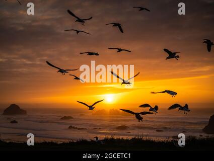 Image rêveuse de mouettes silhouettes volant au coucher du soleil sur fond d'océan Banque D'Images