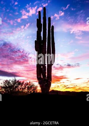 Sonoran Desert Sunset sud-ouest des États-Unis Banque D'Images