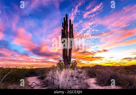 Sonoran Desert Sunset sud-ouest des États-Unis Banque D'Images