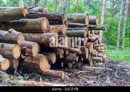 Abattage d'arbres. Troncs d'arbres abattus. Couper les arbres. Déforestation et exploitation forestière. Banque D'Images
