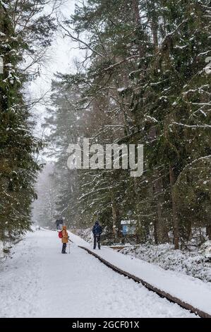 Spit de Keronian, région de Kaliningrad, Russie, 31 janvier 2021. Forêt d'hiver. Il neige dans la forêt. Sentier de randonnée dans la réserve. Banque D'Images