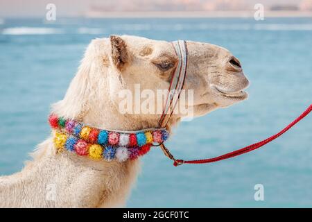 Un chameau décoré attend les touristes sur le fond de la mer. Voyagez en Arabie et en Afrique Banque D'Images