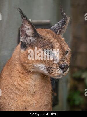 Détail de la tête de caracal mâle (Caracal caracal) avec un regard attentif. Lynx d'Afrique / Lynx du désert. Banque D'Images