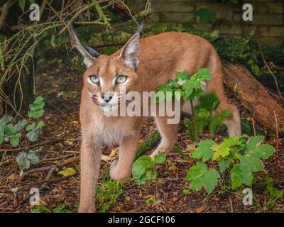 Un Caracal mâle (Caracal caracal) est un chat sauvage de taille moyenne originaire d'Afrique, du Moyen-Orient, d'Asie centrale et d'Inde. Banque D'Images