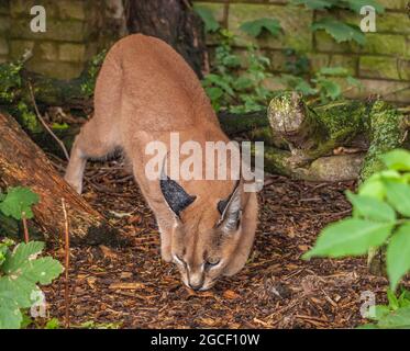 CARACAL (Caracal caracal) - un portrait d'un chat adulte. Banque D'Images