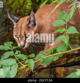 Caracal (Caracal caracal), lynx d'Afrique, dans la végétation des arbres. Magnifique chat sauvage et habitat naturel. Banque D'Images