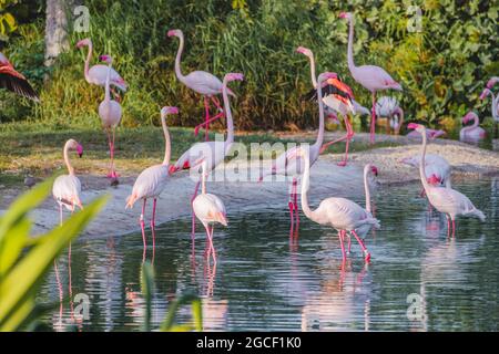 de nombreux flamants roses se nourrissent de crustacés dans un lac dans un zoo ou un parc naturel. Des oiseaux étonnants vivent dans les pays chauds d'Afrique et de la péninsule arabe Banque D'Images