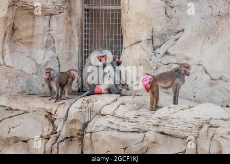 Grand troupeau de babouins femelles avec des plis rouges enflés de la peau autour des fesses signalant l'état de préparation pour l'accouplement et la conception et la leade mâle alpha Banque D'Images