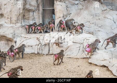 Grand troupeau de babouins femelles avec des plis rouges enflés de la peau autour des fesses signalant l'état de préparation pour l'accouplement et la conception et la leade mâle alpha Banque D'Images