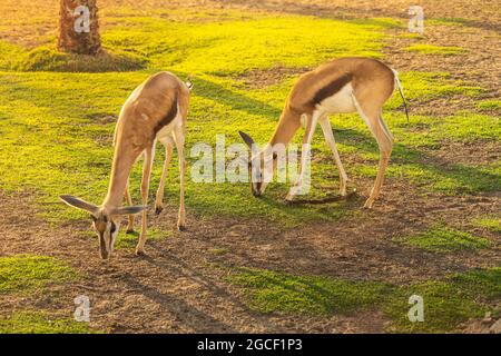 Deux gazelles de bébé Thomsons s'empaissent sur l'herbe fraîche et juteuse, mais elles se sentent anxieux de la présence étroite du prédateur. Banque D'Images