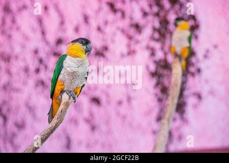 Couple de perroquets à tête noire ou pionites melanocephala assis sur une branche d'arbre. C'est des oiseaux très célèbres des forêts amazoniennes Banque D'Images