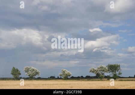 Cumulonimbus nuage au-dessus du nord-est de Norfolk, vu de près de Knapton, Angleterre, Royaume-Uni Banque D'Images