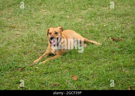 Des chiens mongrel heureux avec un collier d'animaux noirs sont assis sur l'herbe dans le parc public de Medellin, Colombie Banque D'Images