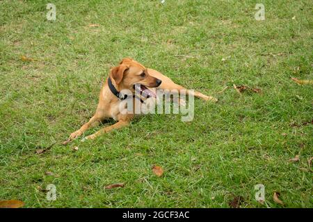 Des chiens mongrel heureux avec un collier d'animaux noirs sont assis sur l'herbe dans le parc public de Medellin, Colombie Banque D'Images