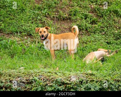 Happy Mongrel Dog avec un collier d'animal de compagnie noir se tient dans le parc public à côté d'un autre chien allongé sur l'herbe à Medellin, Colombie Banque D'Images