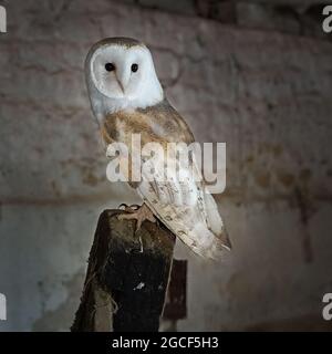 OWL de la grange (Tyto alba) perché dans une Grange Banque D'Images
