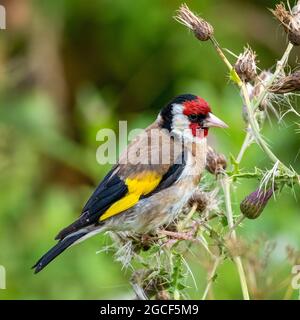 Eating Thistle Seeds (Carduelis carduelis) Banque D'Images