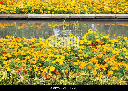 Fleurs orange et jaune dans un jardin formel Banque D'Images