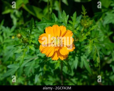 La fleur d'orange (Cosmos sulfureus) connue sous le nom de Sulphur Cosmos et Yellow Cosmos est dans le jardin une journée ensoleillée Banque D'Images