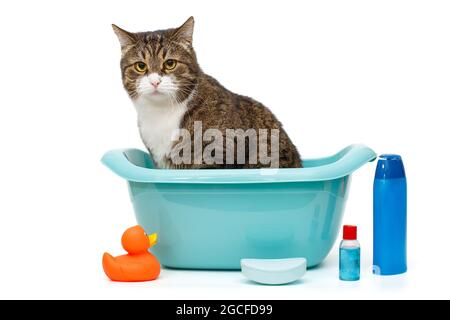 Le chat gris sérieux se trouve dans un bassin bleu et est prêt à se laver, isolé sur un fond blanc Banque D'Images