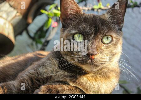 Un portrait d'un chat domestique à poil court avec des yeux verts à l'extérieur Banque D'Images