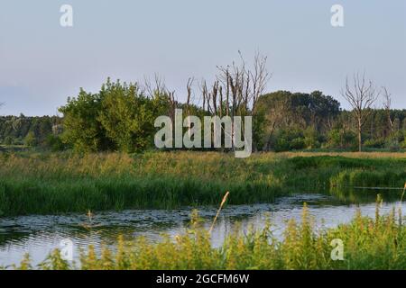 Arbres morts de l'autre côté de la rivière, écologie et environnement. Banque D'Images