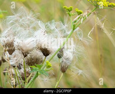 Gros plan de belles têtes de fleurs de graines moelleuses du Thistle rampant (Cirsium arvense) en pleine croissance sauvage sur la plaine de Salisbury, Royaume-Uni Banque D'Images