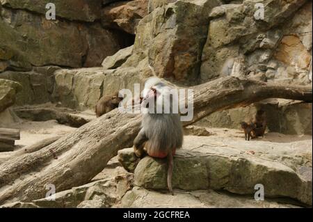 Gros plan d'un macaque japonais assis sur un rocher au sol dans le zoo Banque D'Images