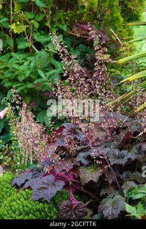 gros plan de la belle alumine de Crevice (Heuchera micrantha 'Palace Purple') en pleine floraison estivale Banque D'Images