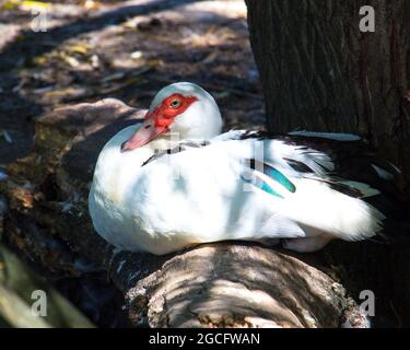 Le canard musqué (Cairina moschata) repose à l'ombre sous un arbre. Banque D'Images