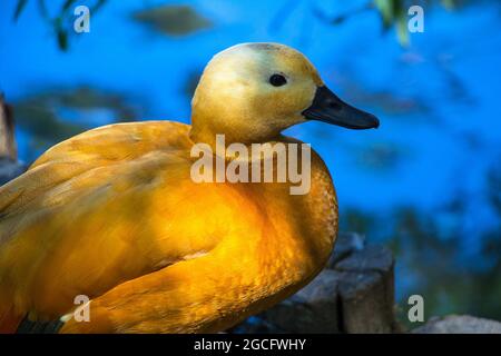 Le canard à la dérive (Tadorna ferruginea), connu en Inde sous le nom de canard brahminy, est un membre de la famille Anatidae. Banque D'Images