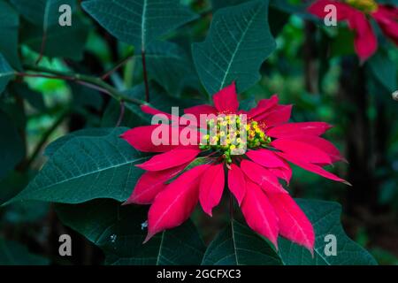 Une poinsettia montre ses grosses bractées aux couleurs vives dans son habitat naturel en Ouganda. Banque D'Images