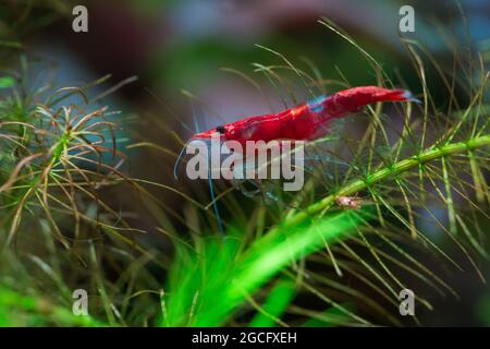 Neocaridina daviddi, crevettes à motif de rili rouge Banque D'Images