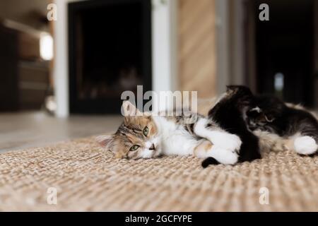 Mère tricolore chat femelle posé sur le sol avec des chatons et les allaitant. Maman chat avec petits chats de bébé. Concept de transport d'animaux Banque D'Images