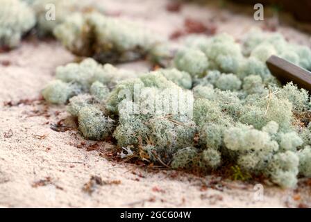 Renne lichen Islandais Moss Banque D'Images