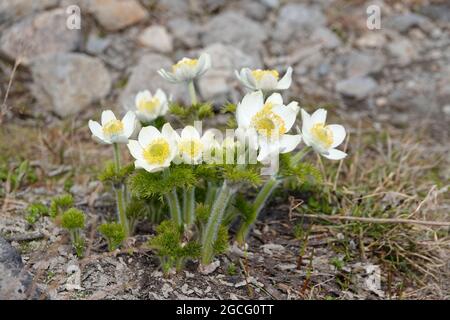 Anemone occidentalis - WESTERN pasqueflower - dans le parc national du Mont Rainier, État de Washington, États-Unis Banque D'Images