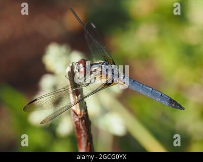 Libellule de dasher bleu (Pachydipax longipennis) Banque D'Images