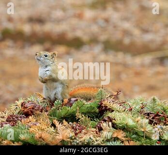 Un écureuil roux d'Amérique du Nord (Tamiasciurus hudsonicus) assis dans une cour arrière de la Nouvelle-Angleterre le jour du printemps Banque D'Images