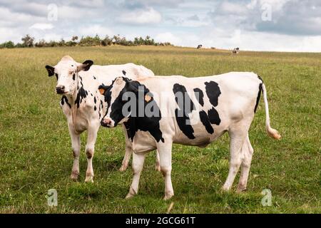 Couple de vaches dans un pré Banque D'Images