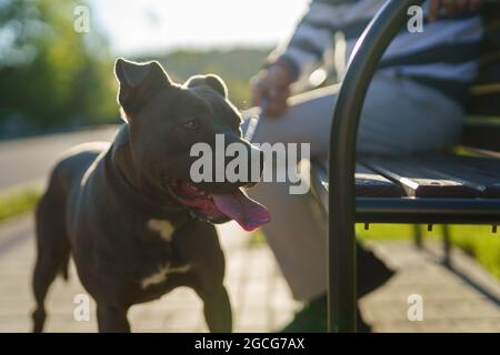 Homme marchant son chien apbt américain noyau Bull terrier sortant de son bâtiment de la section inférieure des pieds de l'homme inconnu et le chien assis sur le banc Banque D'Images