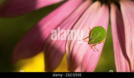 Macro photographie d'un insecte vert ou Palomena prasina nymphe sur un Echinacea purpurea Primadonna rose en été Banque D'Images