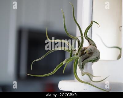 Une usine unique de Tillandsia caput-medusae - une usine d'air de Medusa Banque D'Images