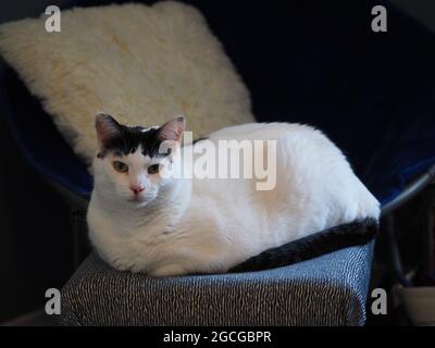 Poses frappantes de chatons noir et blanc espiègle Banque D'Images