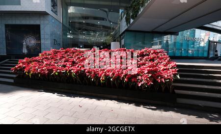 Plantes de vacances décoratives Poinsettia Euphorbia pulcherrima fleur rouge de Noël Bangkok Thaïlande Banque D'Images